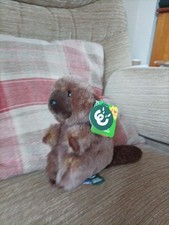 Living nature beaver for sale  NOTTINGHAM