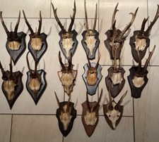 Konvolut altes rehbock gebraucht kaufen  Dorsten