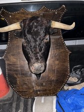 Taxidermy bull head for sale  Emeryville