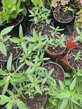 Spotted bee balm for sale  Reading