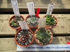 Hardy succulents sempervivum for sale  CHESTERFIELD