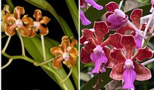 New hybrid limbata for sale  Bonita Springs