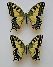 Papilio machaon butterfly for sale  LIVERPOOL