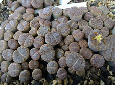 Lithops mennellii cactus d'occasion  Servian