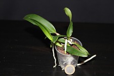 Cattleya suzanne hye gebraucht kaufen  Dortmund