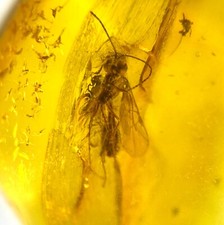 Baltic amber insect for sale  Harrison Township