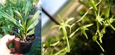 Angraecum calceolus orchidée d'occasion  Fumel