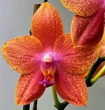 Blühende phalaenopsis mituo gebraucht kaufen  Obertshausen