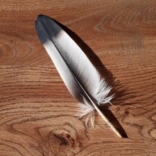 Seltene greifvogelfeder nachwe gebraucht kaufen  Karlsruhe