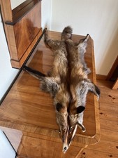 Schöner rotfuchs fuchs gebraucht kaufen  Fulda