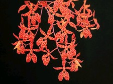 Renanthera monachica. mineture for sale  NOTTINGHAM