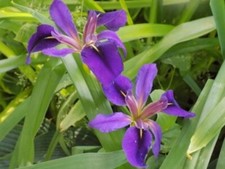 lots plants for sale lots plants for sale Lenox