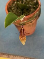 Restrepia striata yellow for sale  San Francisco