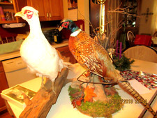 Pheasant taxidermy bird for sale  Fond Du Lac