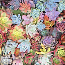 Succulents mixed live for sale  Hollister