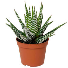 Haworthia big band for sale  UK