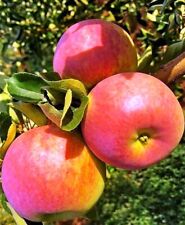 Apfelbaum desertnoe apfelbaum gebraucht kaufen  Bösel