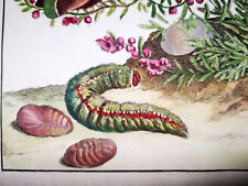 1774 admiral jacob usato  Urbino