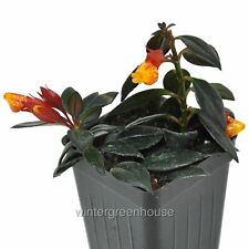 Nematanthus shady lady for sale  Winter