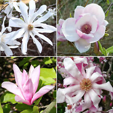 Magnolia plants 9cm for sale  UK