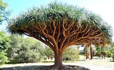 Dragon blood tree for sale  Miami