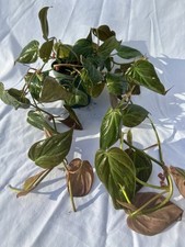 Micans philodendron for sale  Tampa