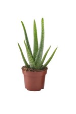 Aloe vera plant for sale  CARDIFF