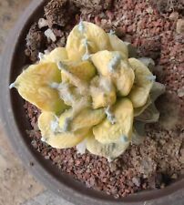 4.2cmgrafted succulent live for sale  Shipping to Ireland