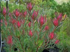 Leucadendron harliquin..protea for sale  UCKFIELD