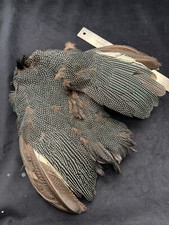 Kenya crested guinea for sale  Oakville