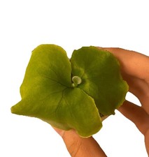 Platycerium ridleyi staghorn for sale  LONDON