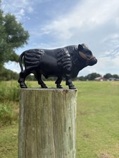 steer angus black cow for sale steer angus black cow for sale Paris