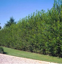 Austree hybrid willow for sale  Irwin