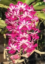 Rhynchostylis gigantea many for sale  San Francisco
