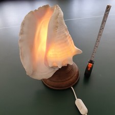 conch shell lamp for sale conch shell lamp for sale WINCHESTER