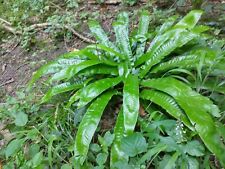 Harts tongue fern for sale  SALISBURY