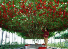 Tomate arbre géant d'occasion  Expédié en France