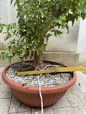 Pre bonsai acero usato  Tramonti