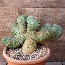 Rare trichocaulon cactiforme for sale  Shipping to United Kingdom
