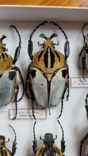 Goliathus cacicus ~ 90 mm. Extra raro, retratado no livro 2016. Cetonidae. comprar usado  Enviando para Brazil