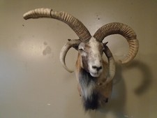 Jacobs four horned for sale  Houston