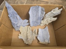 Blue ridge coral for sale  Cedar Rapids