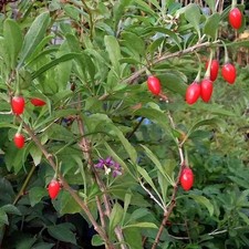 Lycium barbarum goji d'occasion  Pouzauges