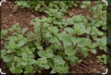 Live chocolate roots for sale  Naples
