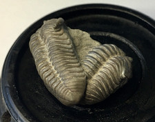 Fossilized double trilobite for sale  Paris