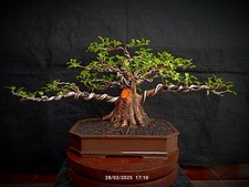 Bonsai ficus microcharpha d'occasion  Expédié en Belgium