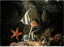Animals fish aquarium d'occasion  Expédié en Belgium