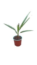 Washingtonia robusta usato  Italia