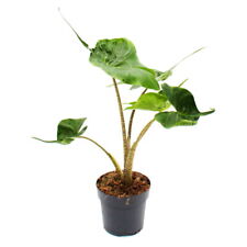 Alocasia macrorrhiza stingray gebraucht kaufen  Zweibrücken
