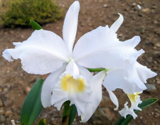 Rare cattleya lueddemanniana for sale  LONDON